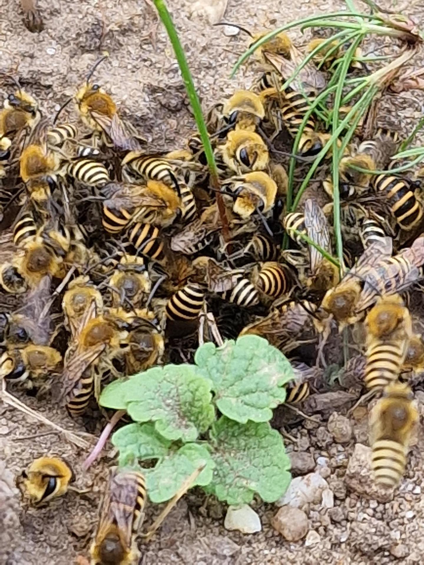 mining bees