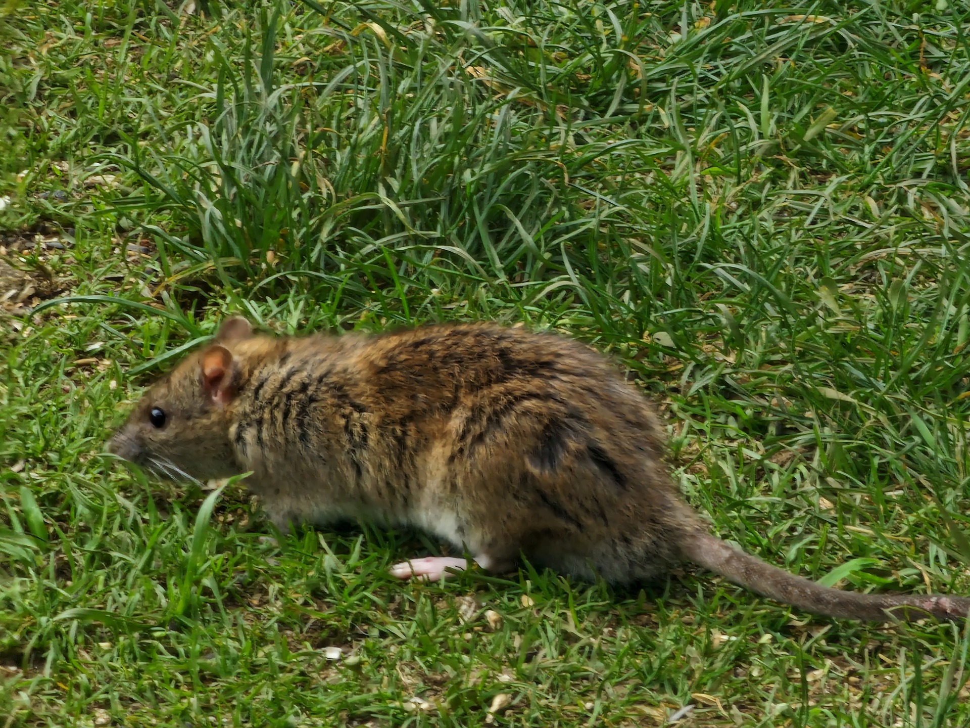 Rat sat on grass