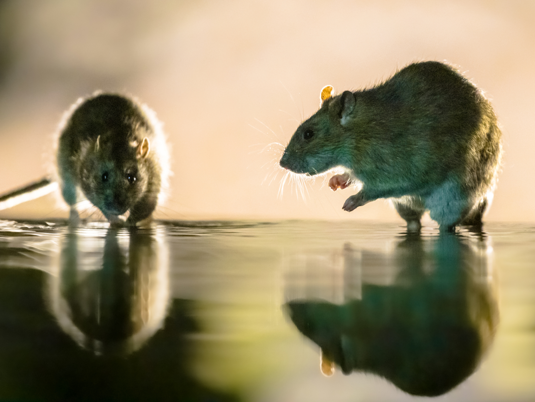 rats in water