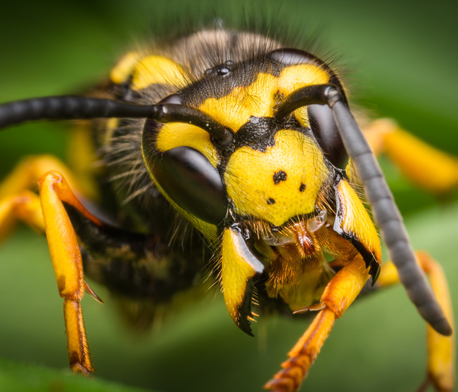 Close up of a wasp