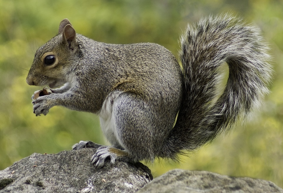 Squirrel with a nut