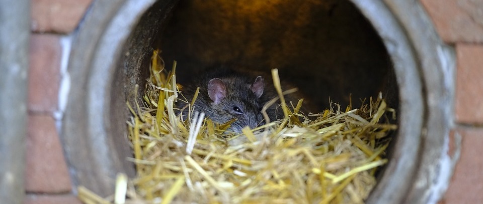 Rat nesting in pipe